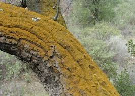 Attēlu rezultāti vaicājumam “Candelariella sp.”