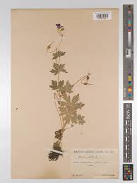 Attēlu rezultāti vaicājumam “Geranium palustre leaf”