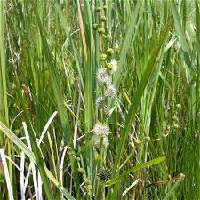 Attēlu rezultāti vaicājumam “Sparganiaceae”