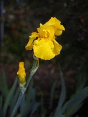 Image result for epl1 20mm night site:flickr.com