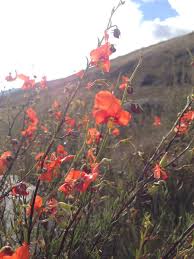 Image result for Alonsoa linearis