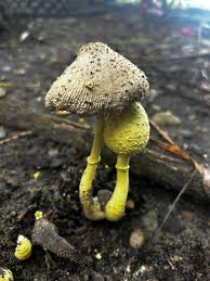 Attēlu rezultāti vaicājumam “Amaurochaete fusiformis macro”