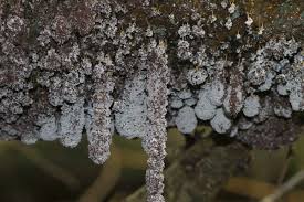 Attēlu rezultāti vaicājumam “Badhamia utricularis macro”