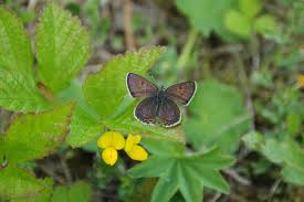 Attēlu rezultāti vaicājumam “Scapania apiculata”