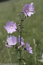 Image result for Malva alcea