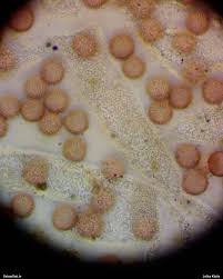 Attēlu rezultāti vaicājumam “Badhamiopsis scripta”