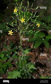 Attēlu rezultāti vaicājumam “Mycelis muralis”