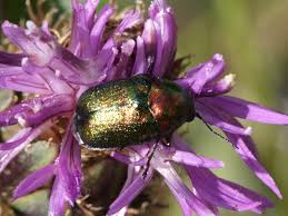 Attēlu rezultāti vaicājumam “Cryptocephalus aureolus, Cryptocephalus sericeus”