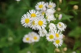 Attēlu rezultāti vaicājumam “Erigeron annuus flower”
