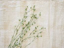 Attēlu rezultāti vaicājumam “Linum usitatissimum leaf”