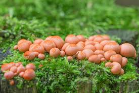 Attēlu rezultāti vaicājumam “Lycogala roseosporum macro”