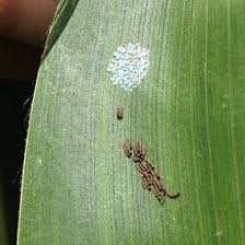 Attēlu rezultāti vaicājumam “Trichoptera egg mass”