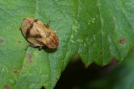 Attēlu rezultāti vaicājumam “Lepyronia coleoptrata”