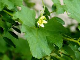Attēlu rezultāti vaicājumam “Bryonia alba leaf”