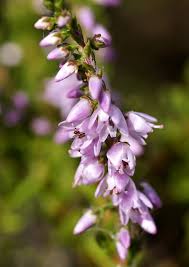 Attēlu rezultāti vaicājumam “Calluna vulgaris flower”
