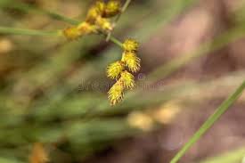 Attēlu rezultāti vaicājumam “Carex lepidocarpa leaf”