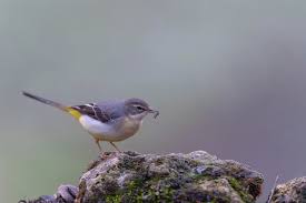 Attēlu rezultāti vaicājumam “Motacilla cinerea”