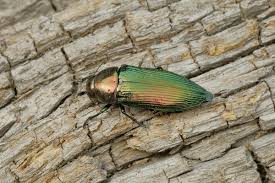 Attēlu rezultāti vaicājumam “Buprestidae”