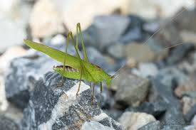 Attēlu rezultāti vaicājumam “Phaneroptera falcata”