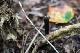 Attēlu rezultāti vaicājumam “Xylaria longipes”