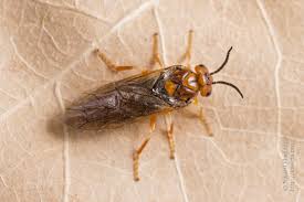 Attēlu rezultāti vaicājumam “Neodiprion sertifer”