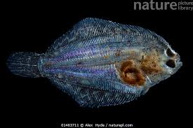 Image result for Platichthys flesus