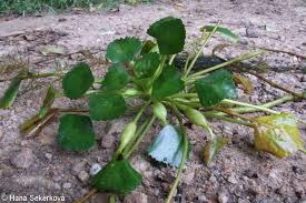 Attēlu rezultāti vaicājumam “Trapa natans”