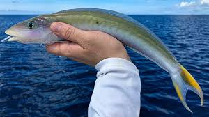 Image result for Malacanthus plumieri