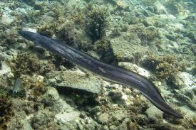 Image result for Conger conger