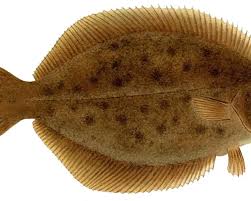 Image result for Pseudopleuronectes americanus