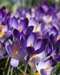 Attēlu rezultāti vaicājumam “Crocus tommasinianus flower”