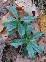 Attēlu rezultāti vaicājumam “Chimaphila umbellata leaf”