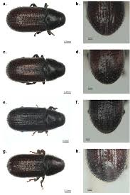 Attēlu rezultāti vaicājumam “Tomicus minor”