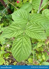 Attēlu rezultāti vaicājumam “Rubus idaeus leaf”