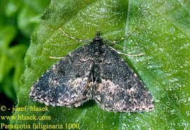 Attēlu rezultāti vaicājumam “Parascotia fuliginaria”