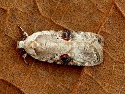 Attēlu rezultāti vaicājumam “Agonopterix alstromeriana”