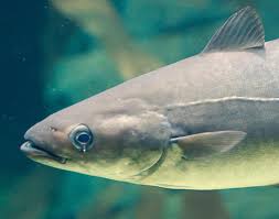 Image result for Pollachius virens