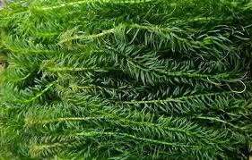 Attēlu rezultāti vaicājumam “Najas major”