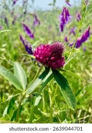Attēlu rezultāti vaicājumam “Trifolium alpestre”