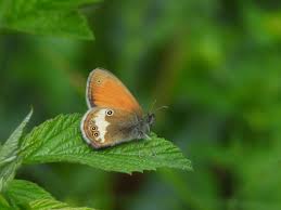 Attēlu rezultāti vaicājumam “Coenonympha arcania”