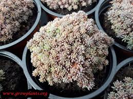 Attēlu rezultāti vaicājumam “Sedum hispanicum leaf”