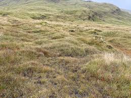 Attēlu rezultāti vaicājumam “Calliergon trifarium”