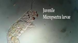 Attēlu rezultāti vaicājumam “Tanytarsus”