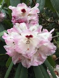Attēlu rezultāti vaicājumam “rhododendron”