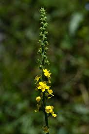 Attēlu rezultāti vaicājumam “Agrimonia eupatoria flower”