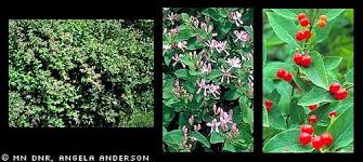 Attēlu rezultāti vaicājumam “Lonicera tatarica fruit”