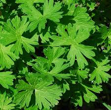 Attēlu rezultāti vaicājumam “Geranium pusillum leaf”