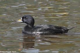 Attēlu rezultāti vaicājumam “Melanitta nigra male”