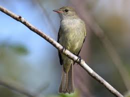 Attēlu rezultāti vaicājumam “Elmerina caryae”