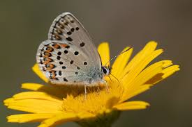Attēlu rezultāti vaicājumam “Plebejus argus / Plebejus idas”